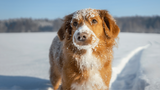 Zunehmender Kontakt von Hunden und Katzen mit Kokain